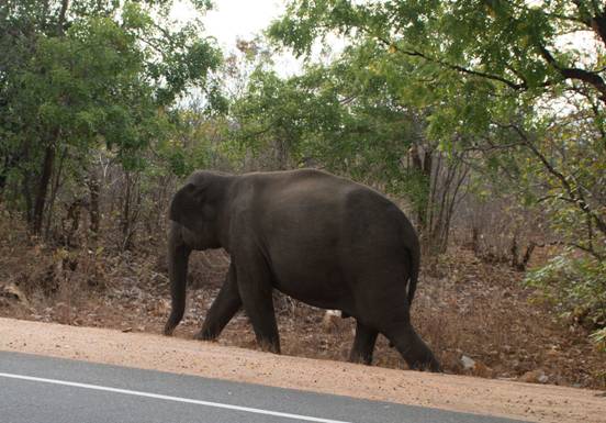 :Sri Lanka:Шри Ланка:DSC_0830.jpg