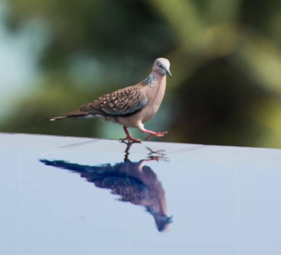 :Sri Lanka:Шри Ланка Галерея:Spottled Dove-2.jpg