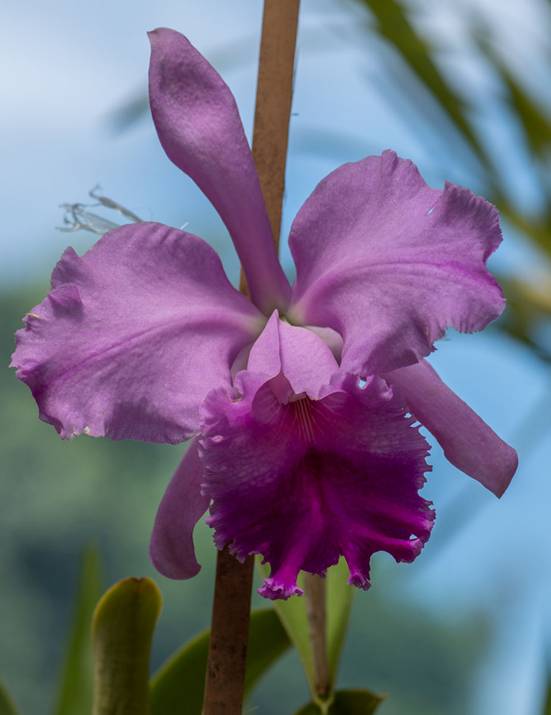 :Sri Lanka:Шри Ланка Галерея:DSC_1299.jpg