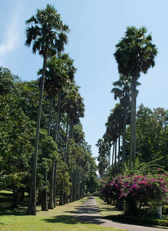 :Sri Lanka:Шри Ланка Галерея:DSC_1371.jpg