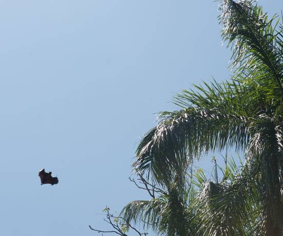 :Sri Lanka:Шри Ланка Галерея:DSC_1405.jpg