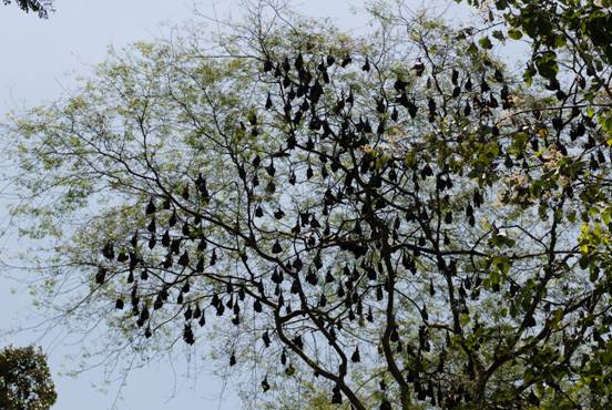 :Sri Lanka:Шри Ланка Галерея:DSC_1435.jpg