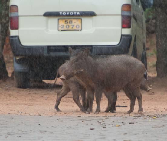 :Sri Lanka:Шри Ланка Галерея:DSC_1850.jpg