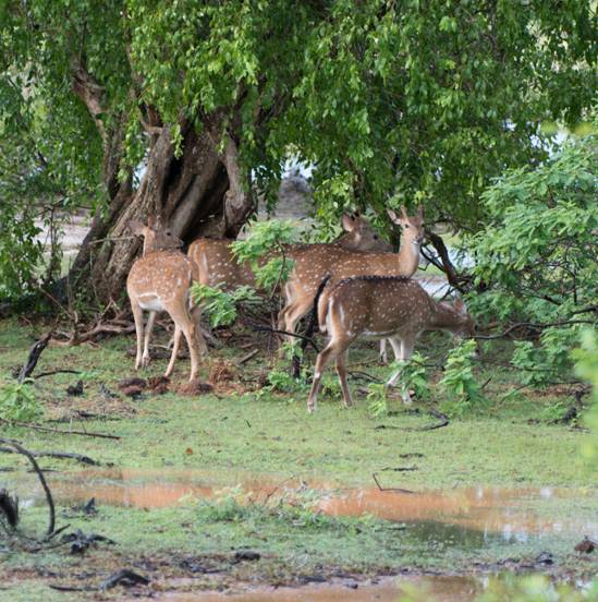 :Sri Lanka:Шри Ланка Галерея:DSC_1870.jpg