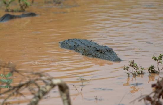 :Sri Lanka:Шри Ланка Галерея:DSC_1889.jpg