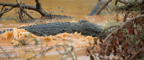 :Sri Lanka:Шри Ланка Галерея:DSC_1891.jpg