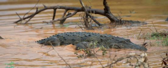 :Sri Lanka:Шри Ланка Галерея:DSC_1892.jpg