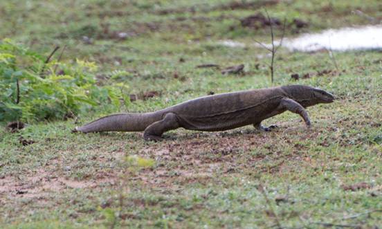 :Sri Lanka:Шри Ланка Галерея:DSC_1903.jpg