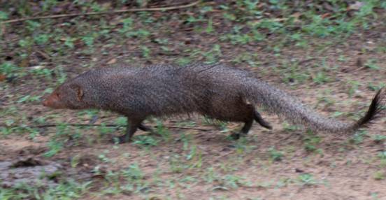 :Sri Lanka:Шри Ланка Галерея:DSC_1950.jpg