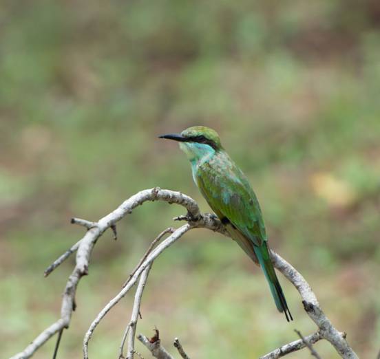 :Sri Lanka:Шри Ланка Галерея:DSC_2049.jpg