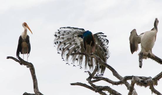 :Sri Lanka:Шри Ланка Галерея:DSC_2013.jpg