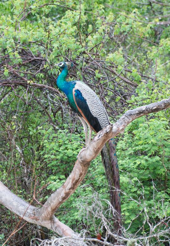 :Sri Lanka:Шри Ланка Галерея:Indian Peafowl_-6.jpg