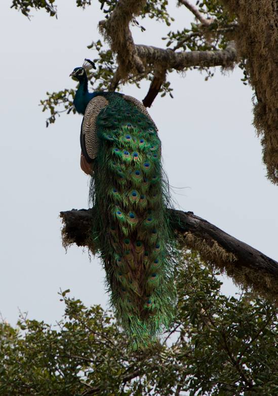 :Sri Lanka:Шри Ланка Галерея:Indian Peafowl_-17.jpg