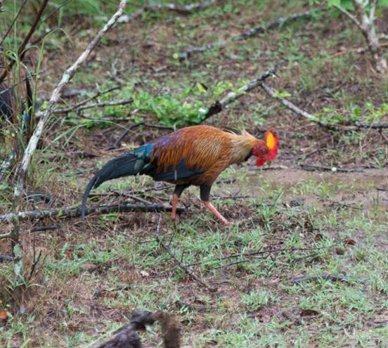 :Sri Lanka:Шри Ланка Галерея:Sri Lanka Junglefowl-4.jpg